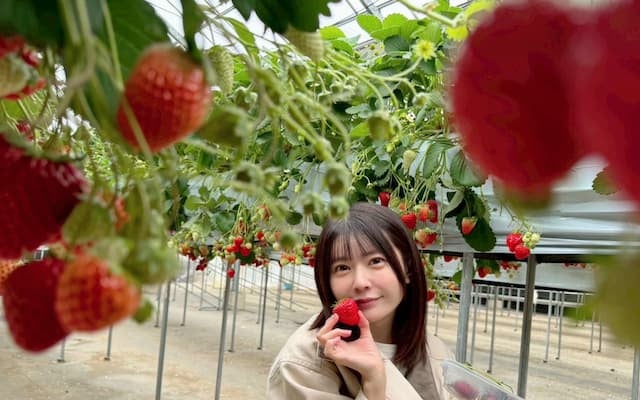 「いちごおいしい」声優・竹達彩奈がいちご狩りへ