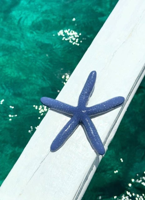 北國ハニービー石川・佐原奈生子、セブ旅行でシュノーケリング＆ダイビング挑戦「大満足の体験に」