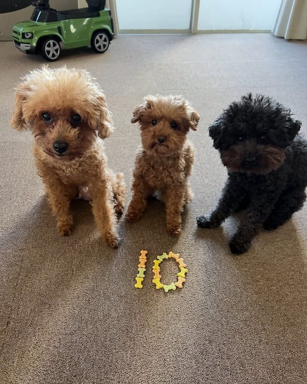 元バレー選手 木村沙織が愛犬にデレデレ「ボサボサでも大好き」