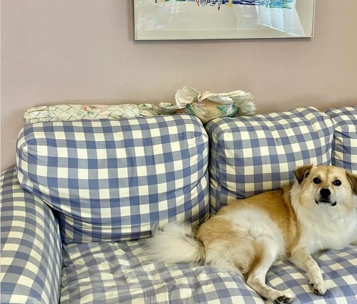 ぺこ　素敵な一日が終わり、明日も素晴らしい予感　愛犬と共に