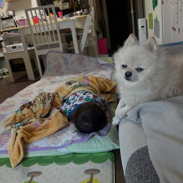 やしろ優インスタ更新！「なかなか起きないやさ丸にあきれ顔」愛犬・こはなちゃんの