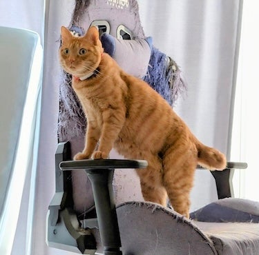 松丸亮吾　可愛すぎる愛猫の写真公開！！気分はライオンキング！？