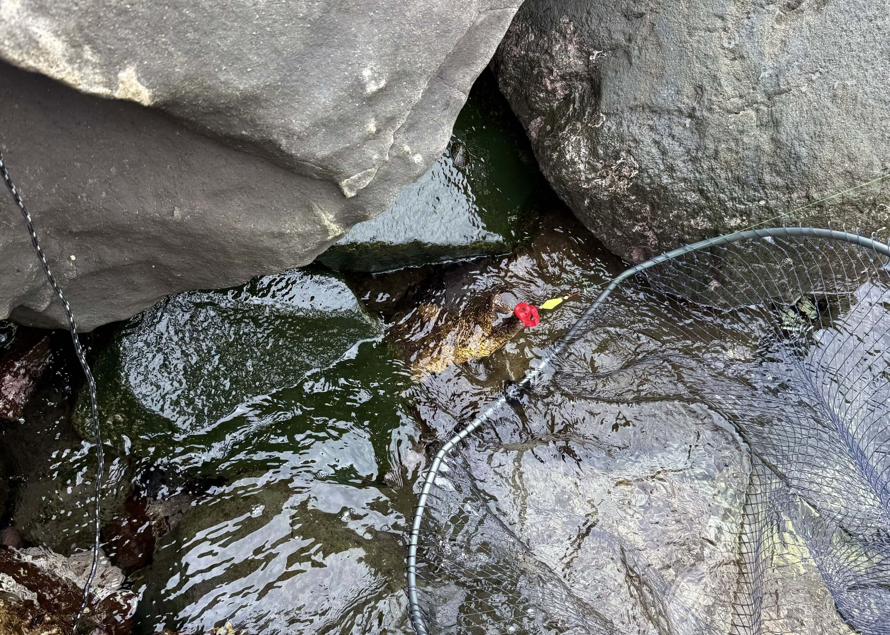 コスプレイヤー・えなこ、釣り中にまさかのハプニング「ウツボの力強すぎて竿折れた」