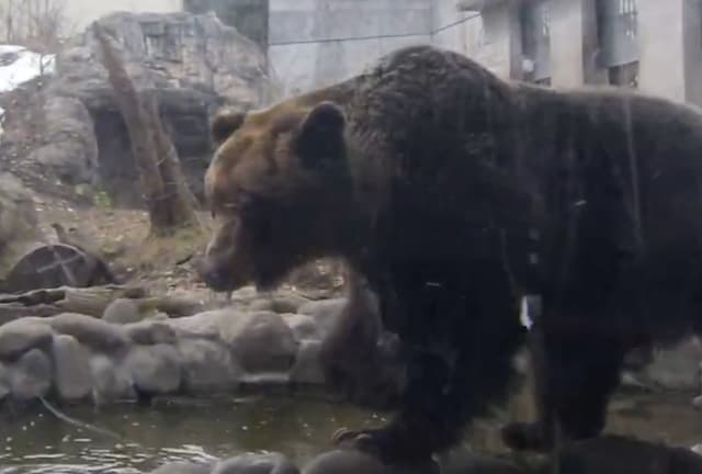 「トワちゃん、おはよう！」円山動物園で冬眠明けのエゾヒグマ、屋外で元気に初活動