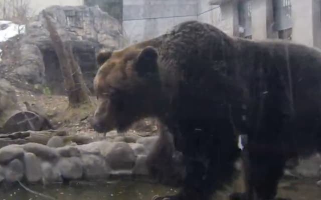 「トワちゃん、おはよう！」円山動物園で冬眠明けのエゾヒグマ、屋外で元気に初活動