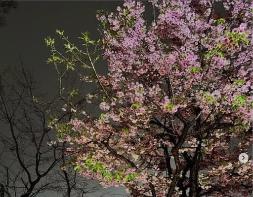 黒木ひかりが綺麗な夜桜を投稿！街灯に照らされ美しさに「素敵」とファンからの声も