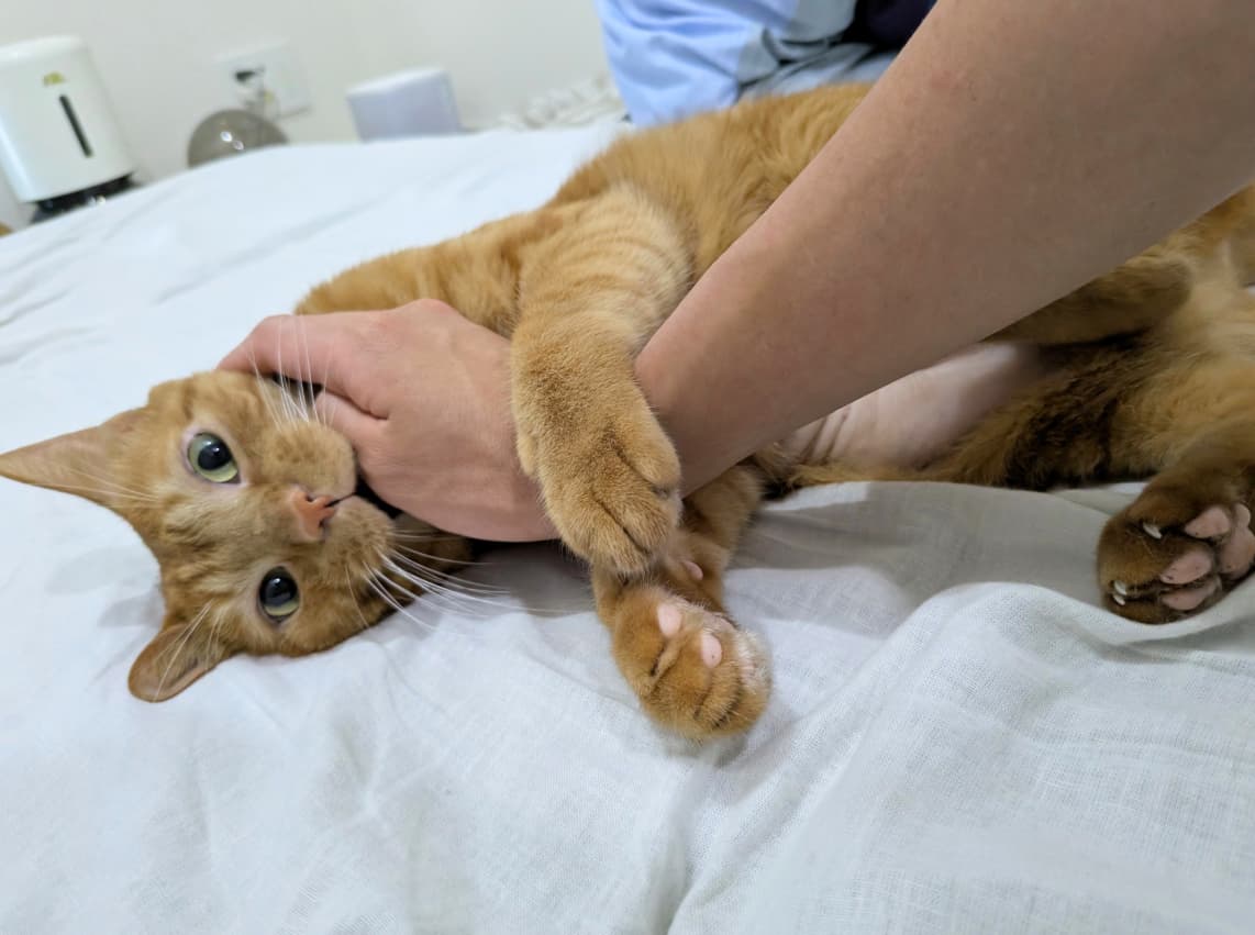 「元気になったね…」松丸亮吾が愛猫の様子をシェア、手に甘噛みをして感無量