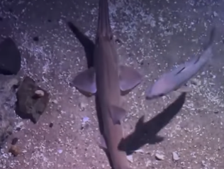 「見られたら超ラッキー！」鴨川シーワールド、ノコギリザメのレアな給餌シーンを公開！