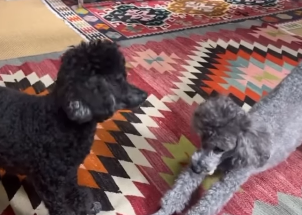 「ノアとグリが可愛すぎる…」RIKACOが愛犬との癒し動画を投稿、ファン悶絶！