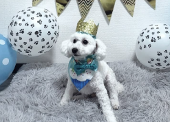 吉川愛、愛犬セナくんの7歳バースデーを祝福「飾り付けも可愛すぎる！」