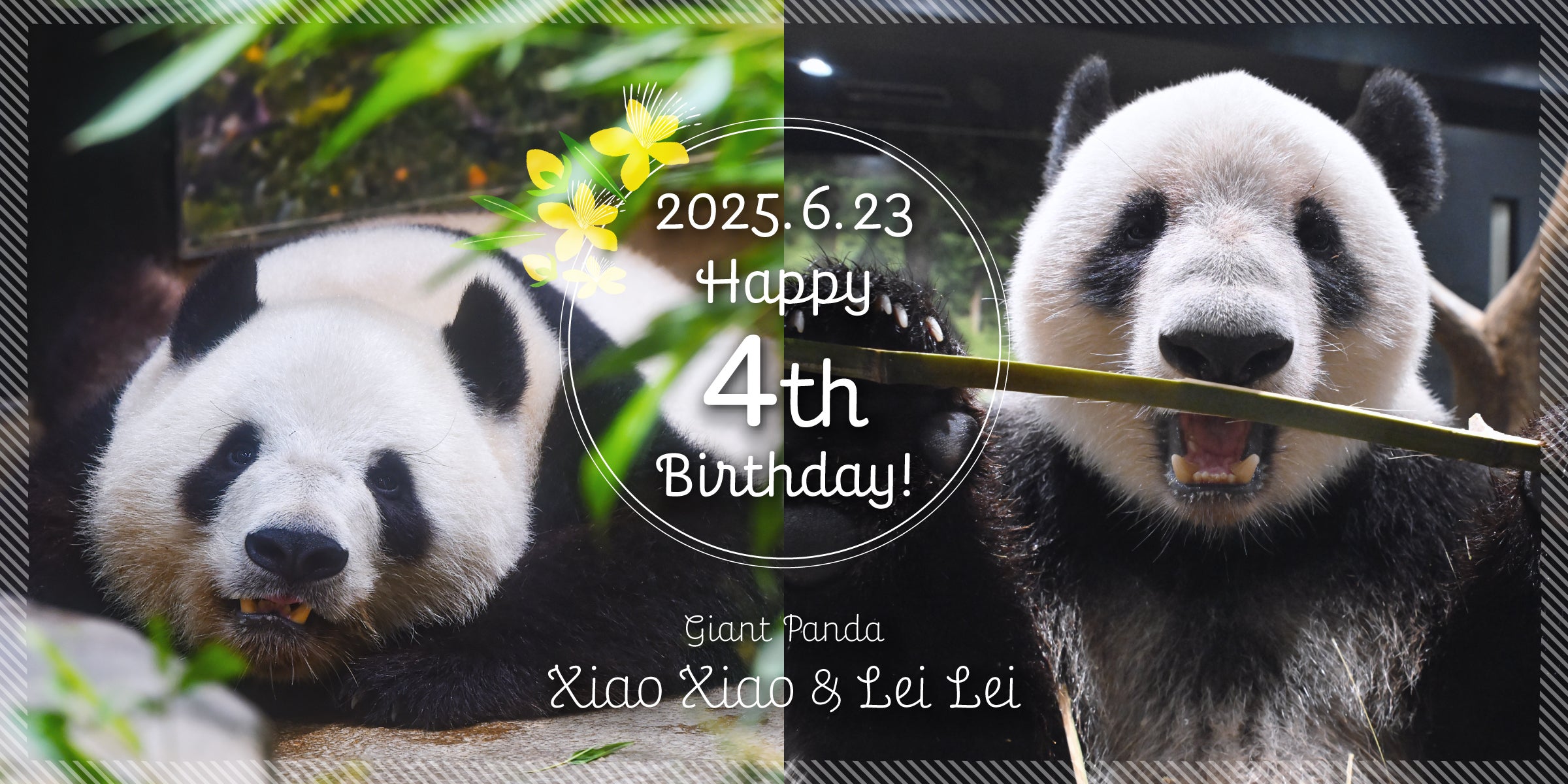 上野動物園の人気双子パンダ、4歳の誕生日でさらなる成長へ