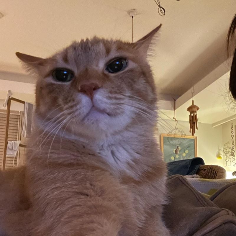 石田ゆり子の愛猫カレンダーに総ツッコミ？！「1日多い〜」