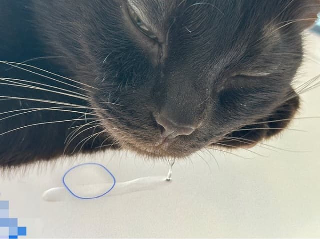 「そこはヤメテーーー！」声優 加藤英美里、猫ちゃんが〇〇の上でヨダレ…