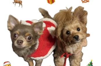 川口葵、愛犬ソルのクリスマスエピソードにほっこり！「靴下持参でプレゼント待ち」