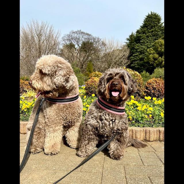 木村拓哉のお散歩タイム、いつもより早めの外出にご機嫌の愛犬たち！