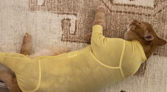 石田ゆり子、「ハニオ日記」で愛猫の新しいロンパース姿を披露「カスタードクリームいろ、かわいいね！」