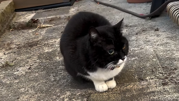 「立場逆転しちゃった(^^;;」野口健、愛猫クロとの微笑ましい庭時間を報告