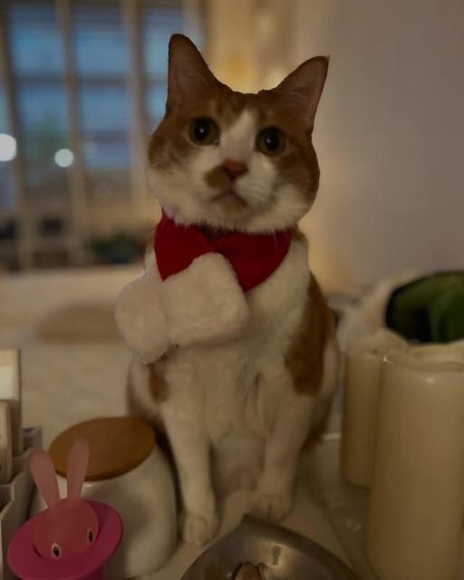 愛猫家の女優・川上麻衣子、イブの朝は