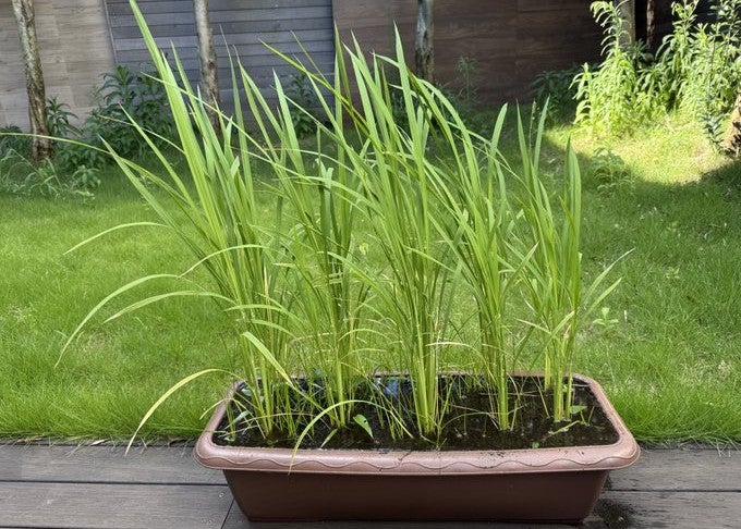 田村淳、プランターで育てる“イセヒカリ”の稲がすくすく成長中