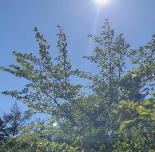 木村多江、「新緑の香りに包まれて」5月の始まりに寄せる優しい言葉