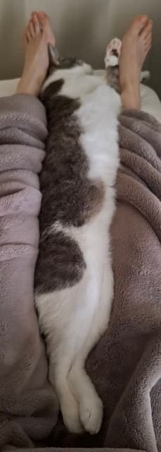 「起きたらこうなってました」声優 佐々木琴子が可愛すぎる愛猫の写真を投稿