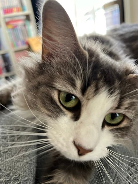 「可愛いエピソードすぎますね」人気男性声優の猫ちゃんに癒されるファン続出