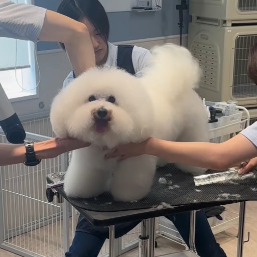 可愛すぎてメロ！”槙野智章の愛犬・ばんちゃん、気づいた瞬間の笑顔にファン悶絶