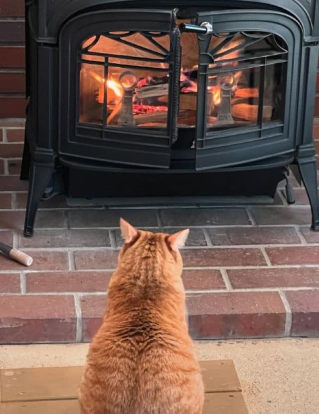 篠原信一が愛猫の最新ショットを披露「1番喜んでるのは、チャコです」