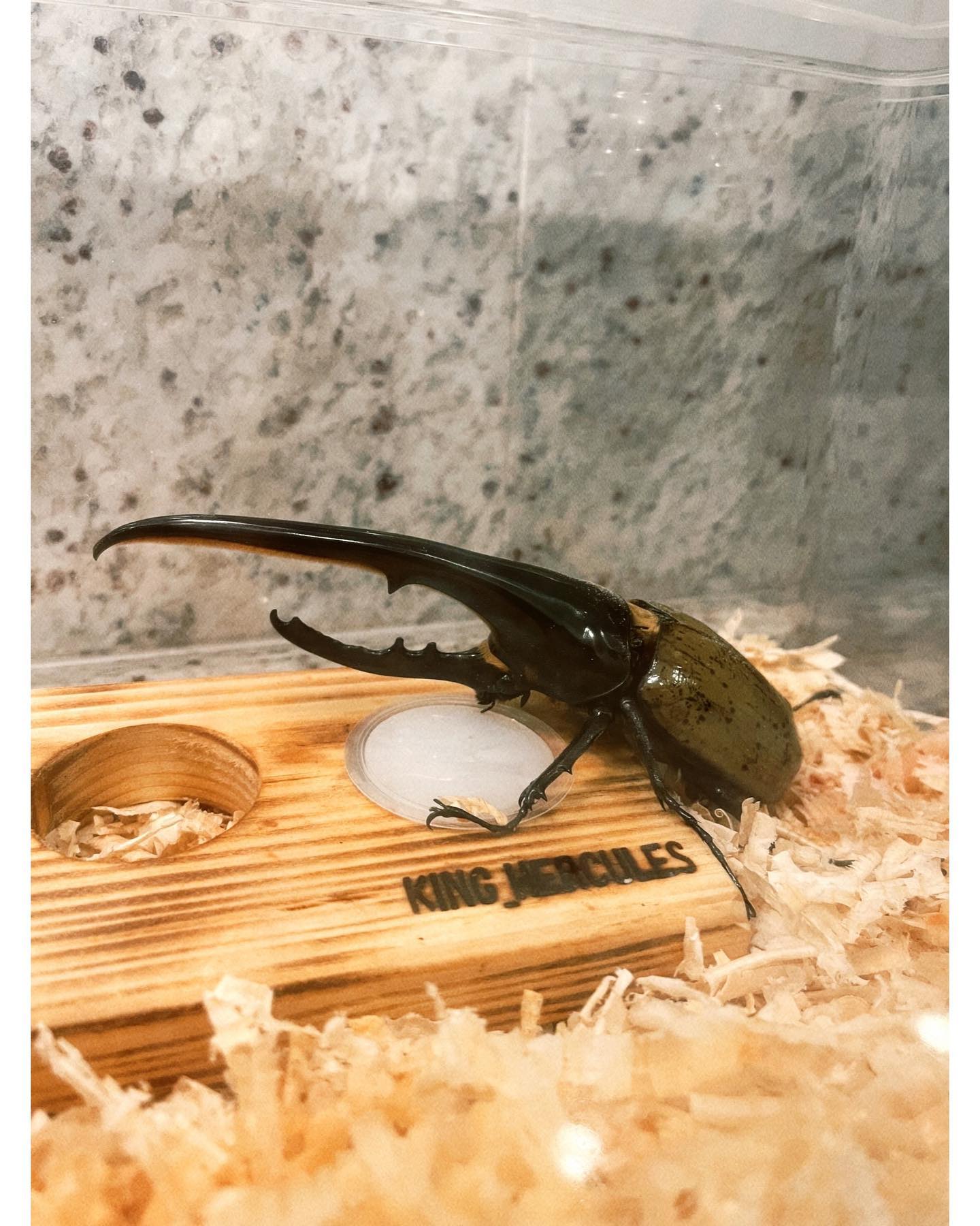 佐々木希が巨大カブトムシの飼育開始🔥「家族になりました！！」