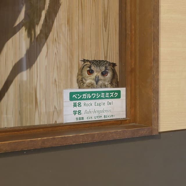 「お人形みたい…」何とかして名前を覚えてもらいたいフクロウの姿が可愛すぎると話題に！