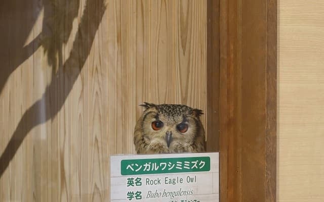 「お人形みたい…」何とかして名前を覚えてもらいたいフクロウの姿が可愛すぎると話題に！