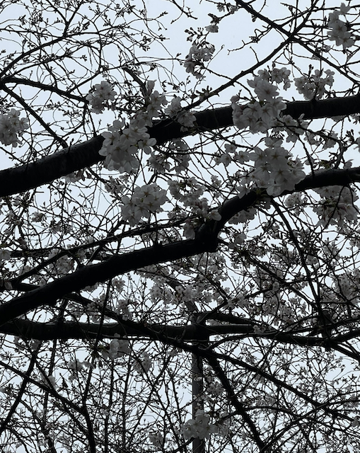 二宮和也 自身のセンスに絶望⁇「あまりに映えな過ぎて色失ったんだが。」