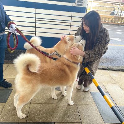 かわいいの渋滞！！元乃木坂46・鈴木絢音「大きくて もふもふで...」秋田犬と触れ合う様子が話題に👀✨