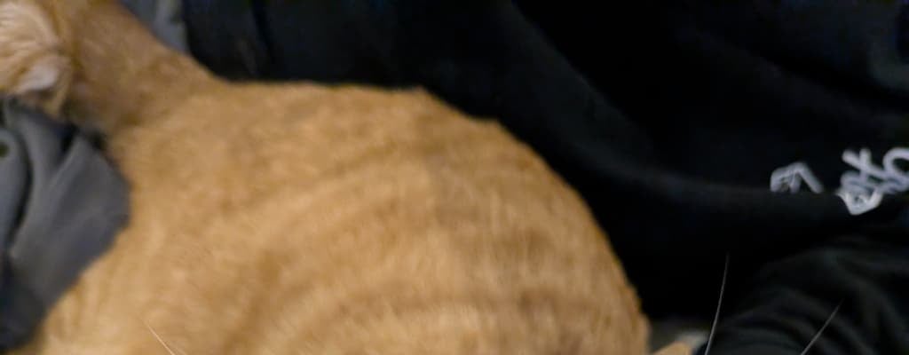 「甘えん坊100%」松丸亮吾の愛猫・リドくんの“ご満悦”な表情が「可愛すぎる」といいね殺到！