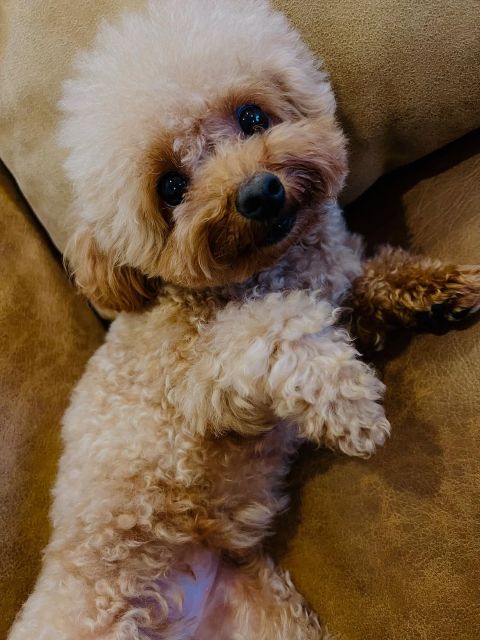 「お腹撫でてー」俳優・今井翼 愛犬の写真が可愛すぎる！「撫でたーい‼︎」「かわいー！！！」と話題に！