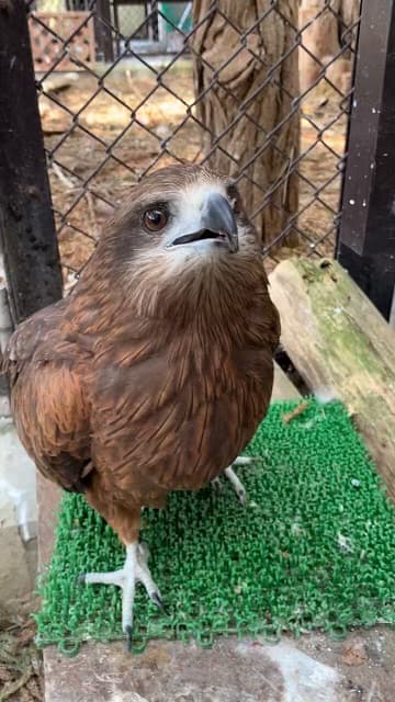 須坂市動物園がトビへのエサやりムービーを公開！大きいお肉に戸惑う姿が可愛すぎる