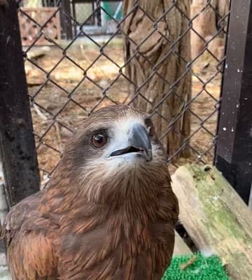 須坂市動物園がトビへのエサやりムービーを公開！大きいお肉に戸惑う姿が可愛すぎる