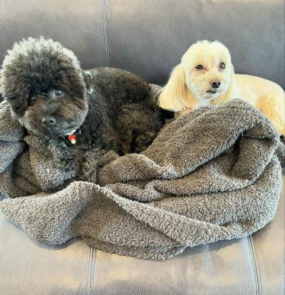 浜田雅功の妻・小川菜摘の愛犬コンビが可愛すぎる!　その表情にも注目!?