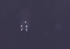 新江ノ島水族館の“新種”クラゲ、春の訪れとともに登場！ワタボウシクラゲが話題に！