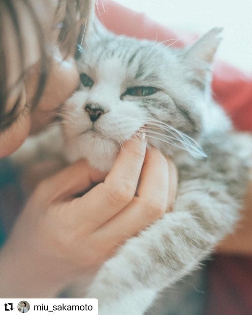 坂本美雨の愛猫「サバ美」、安らかに旅立つ