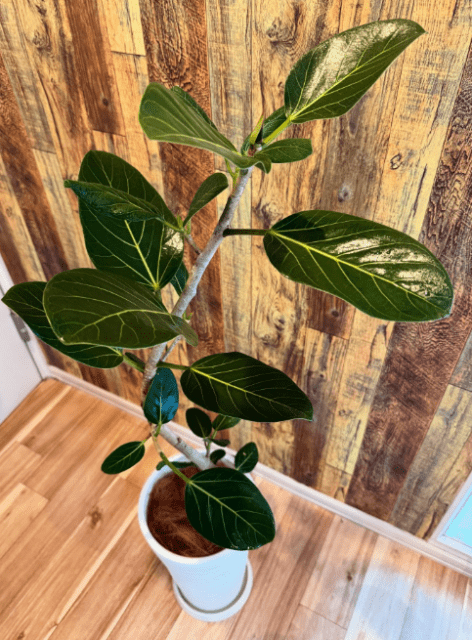 和田正人が父の日のインスタ更新！妻からもらった観葉植物で「孫が出来る頃には森を目指します。」