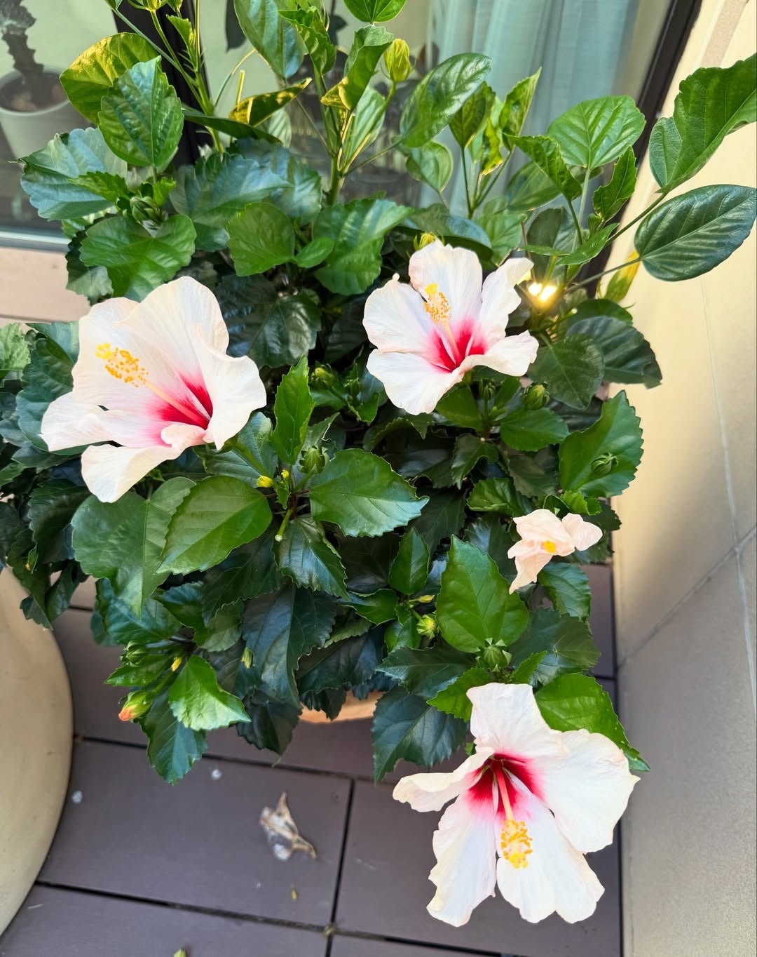 まさに今が旬です！小川菜摘が育てた、夏の花ハイビスカスが美しい！