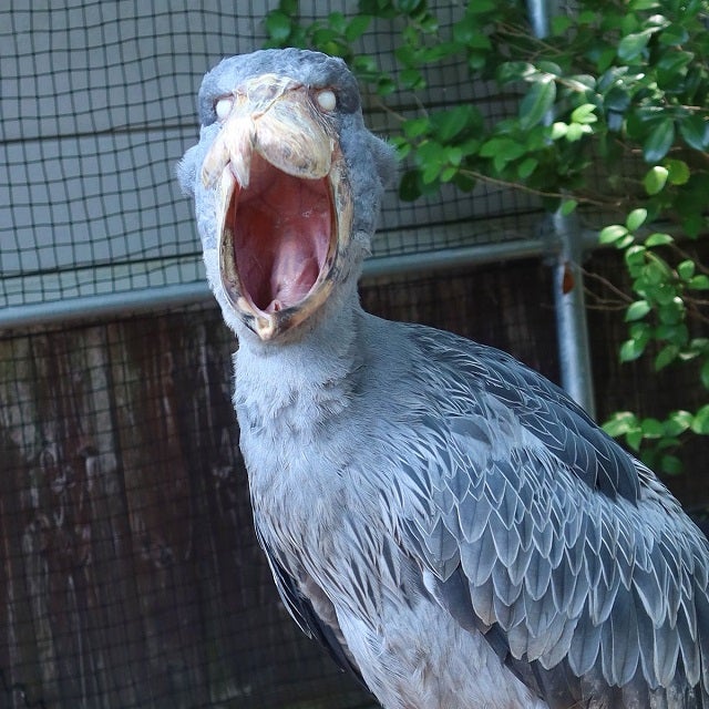 「強烈です」ハシビロコウの衝撃"がーん"ショットが話題に