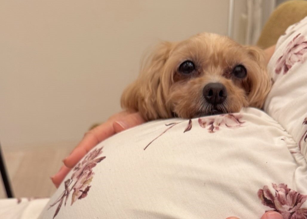 “もうすぐ会えるね” 幸せ広がるマタニティライフを杉浦太陽が公開