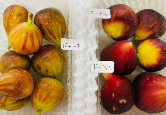 にしおかすみこが母といっしょに岡山県産のイチジクを味わう！