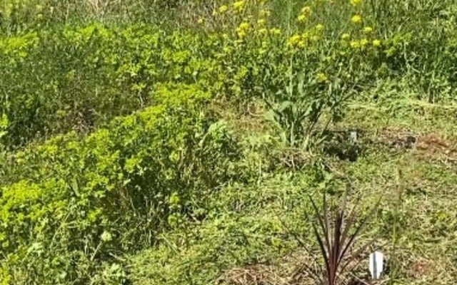 杉田かおるが『お弁当』作って友人と畑へ！