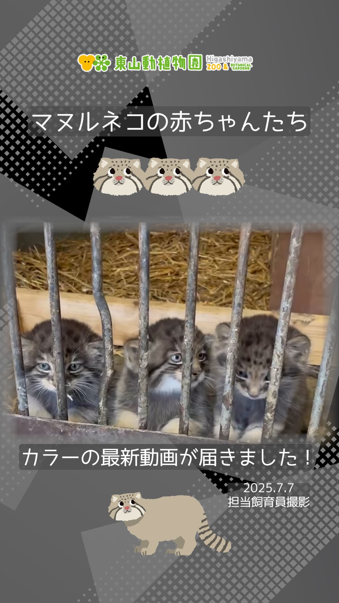 見て！この天使すぎるモフモフ。「名古屋市東山動植物園」のマヌル赤ちゃんにメロメロ