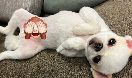 広瀬アリスの愛犬の無防備ショットが可愛すぎると話題