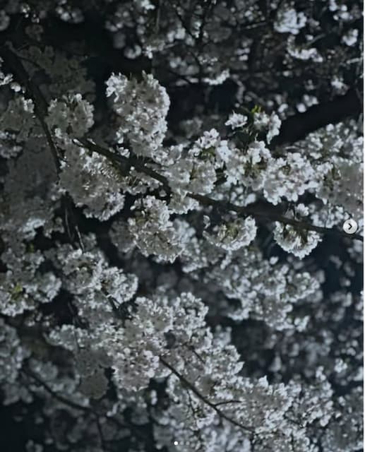 「綺麗すぎてちょっと怖い」増田有華が綺麗な夜桜を投稿！