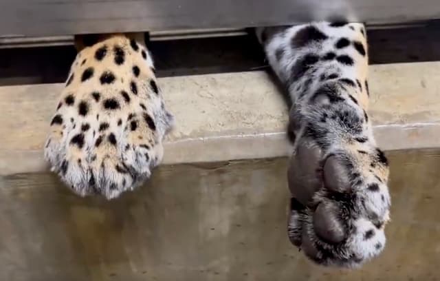 かみね動物園が公開した、ジャガーの前肢に注目集まる！「肉球ぷにぷにしたい」